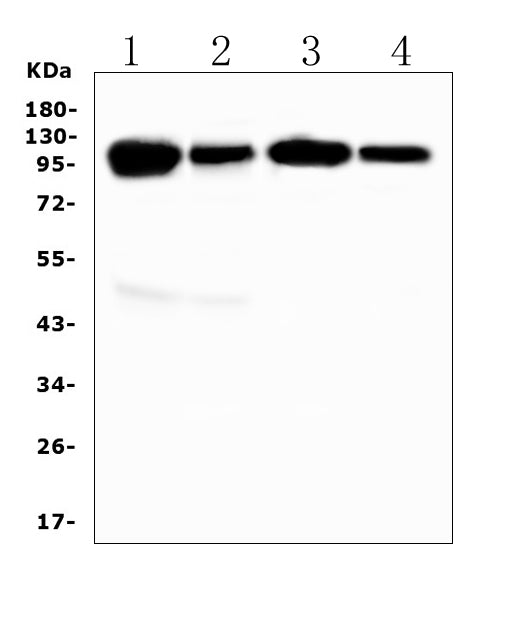 Anti-VCAM1 Antibody Picoband®