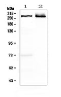 Anti-MAP2 Antibody Picoband®