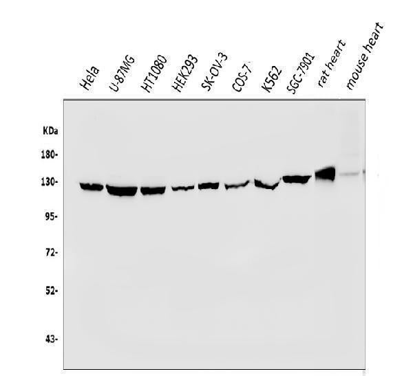 Anti-Vinculin/VCL Antibody Picoband®