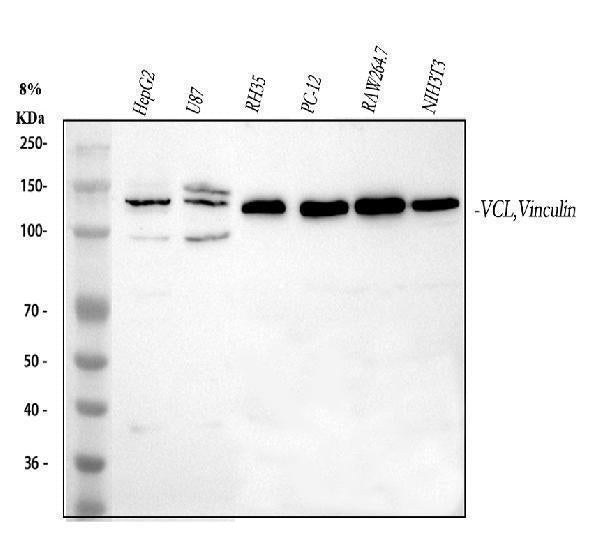 Anti-Vinculin/VCL Antibody Picoband®