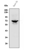 Anti-P2RX7 Antibody Picoband®