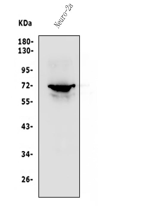 Anti-P2RX7 Antibody Picoband®