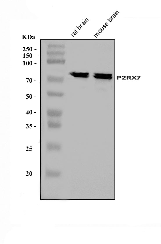 Anti-P2X7/P2RX7 Antibody Picoband®