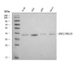 Anti-RING2/RING1B/RNF2 Antibody Picoband®