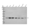 Anti-GCH1 Antibody Picoband®