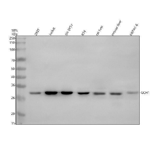 Anti-GCH1 Antibody Picoband®