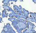 Anti-MUC2 Antibody