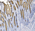 Anti-MUC2 Antibody