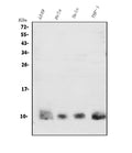 Anti-S100A4 Antibody Picoband®