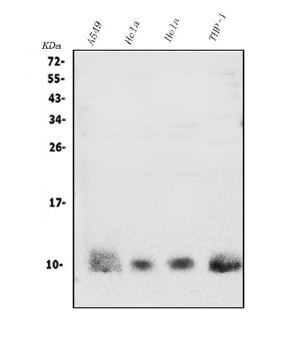 Anti-S100A4 Antibody Picoband®