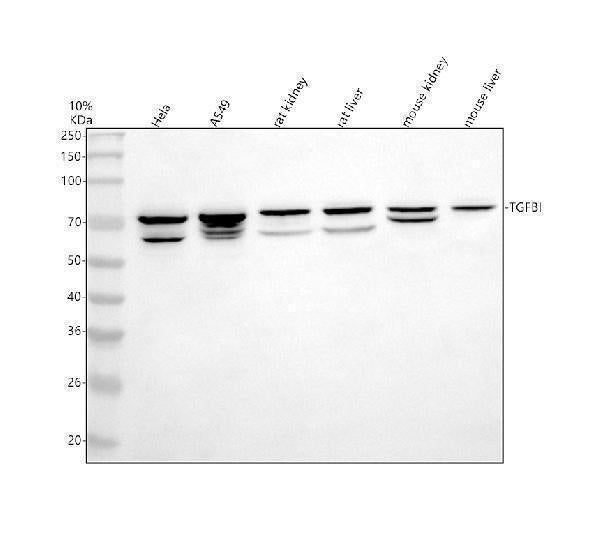 Anti-BIGH3/TGFBI Antibody Picoband®