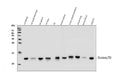 Anti-Thioredoxin/TRX/Txn Antibody Picoband®