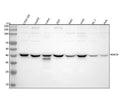 Anti-WWOX Antibody Picoband®