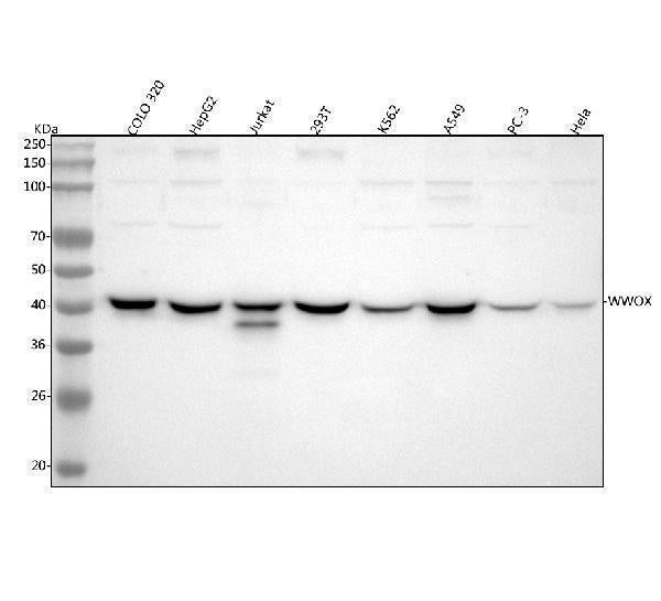 Anti-WWOX Antibody Picoband®
