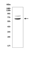 Anti-RNF168 Picoband® Antibody