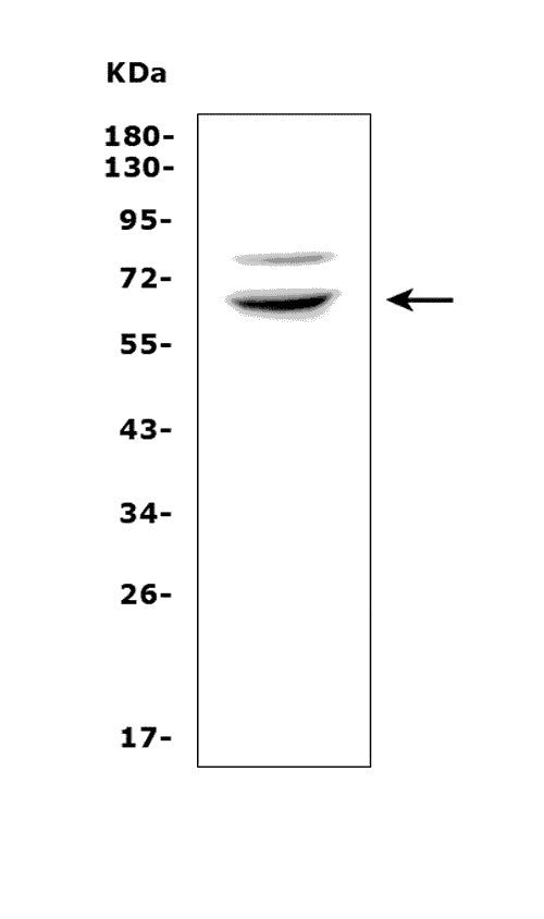 Anti-RNF168 Picoband® Antibody