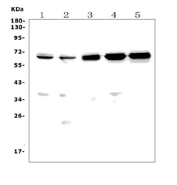 Anti-CD30/Tnfrsf8 Picoband® Antibody