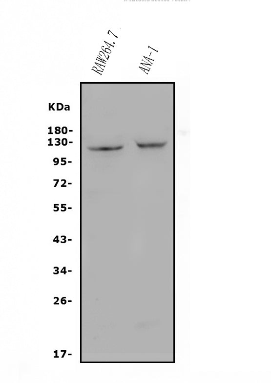 Anti-CD30/TNFRSF8 Antibody Picoband®