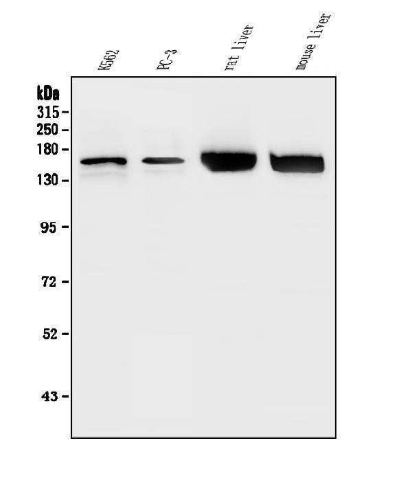 Anti-HDAC5 Antibody Picoband®