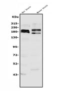 Anti-SHANK3 Antibody Picoband®