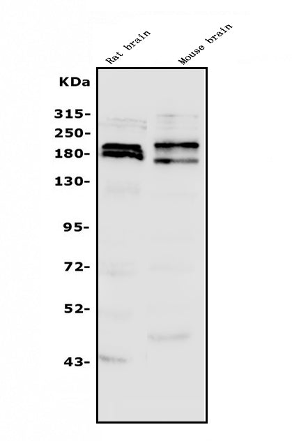 Anti-SHANK3 Antibody Picoband®