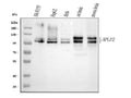 Anti-APLP2 Antibody Picoband®