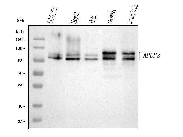 Anti-APLP2 Antibody Picoband®