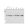 Anti-TSG101 Antibody Picoband®