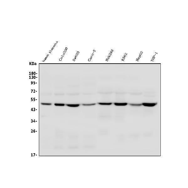 Anti-TSG101 Antibody Picoband®