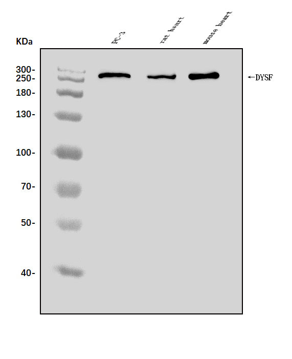 Anti-Dysferlin/DYSF Antibody Picoband®