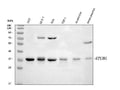 Anti-STUB1 Antibody Picoband®