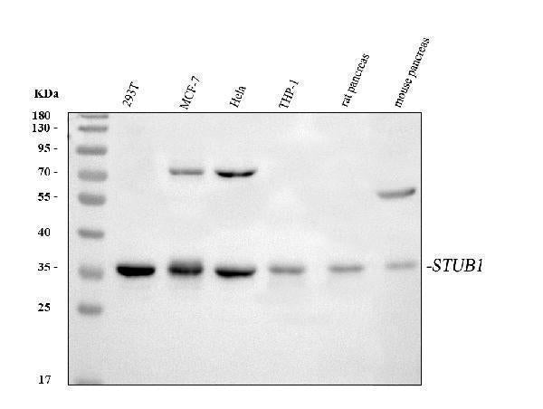 Anti-STUB1 Antibody Picoband®