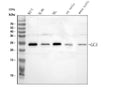 Anti-Grancalcin/GCA Antibody Picoband®