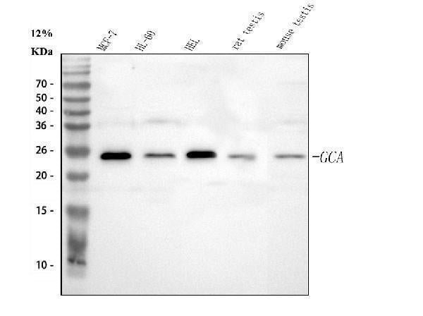 Anti-Grancalcin/GCA Antibody Picoband®