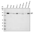 Anti-HAUSP/USP7 Antibody Picoband®