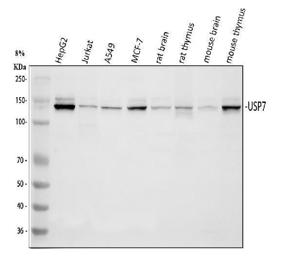Anti-HAUSP/USP7 Antibody Picoband®