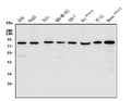 Anti-LPP Antibody Picoband®