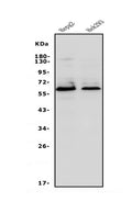 Anti-Occludin/OCLN Antibody Picoband®