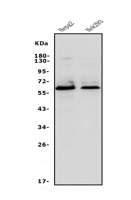 Anti-Occludin/OCLN Antibody Picoband®