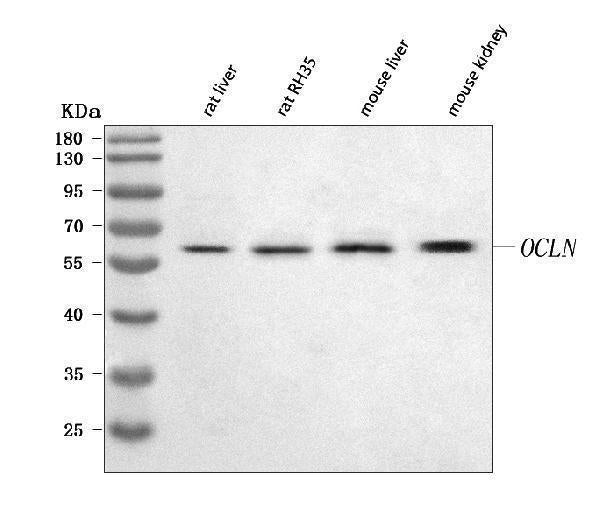 Anti-Occludin/Ocln Antibody Picoband®