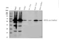 Anti-Occludin/OCLN Antibody Picoband®