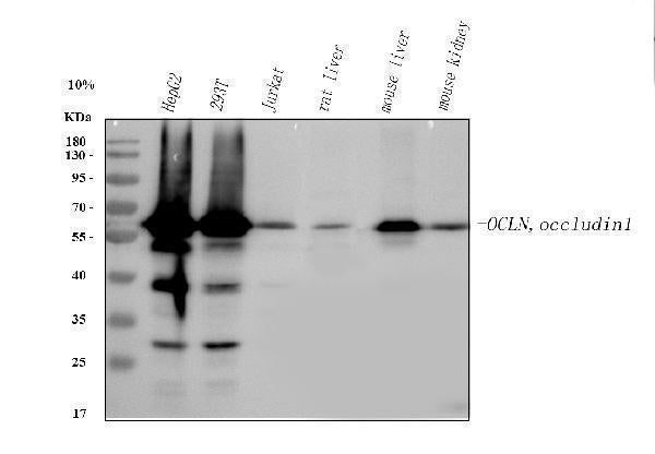 Anti-Occludin/OCLN Antibody Picoband®