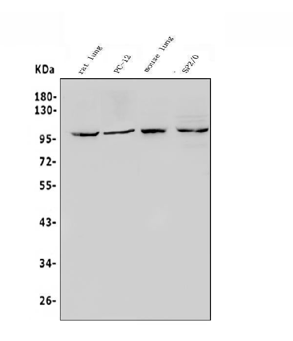 Anti-HIF-2-alpha/EPAS1 Antibody Picoband®