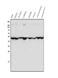 Anti-ENO1 Antibody Picoband®