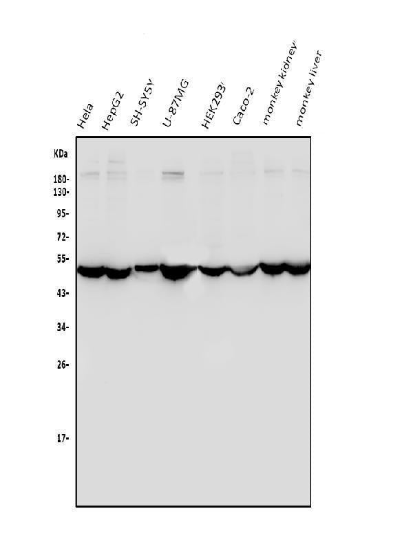 Anti-ENO1 Antibody Picoband®