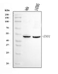 Anti-ENO1 Antibody Picoband®