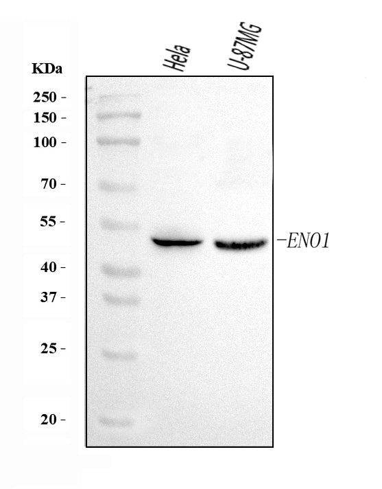 Anti-ENO1 Antibody Picoband®