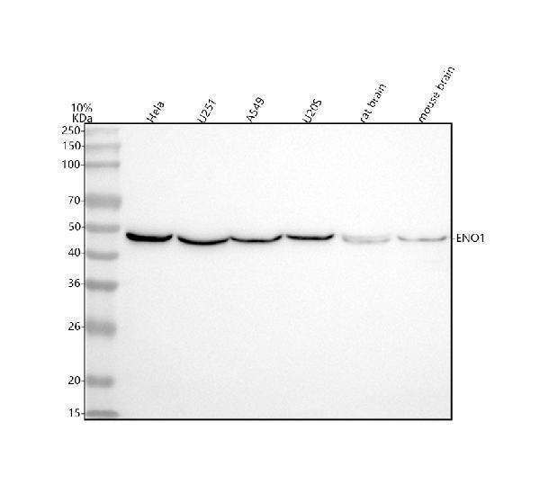 Anti-ENO1 Antibody Picoband®