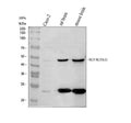Anti-SCF/KITLG Antibody Picoband®