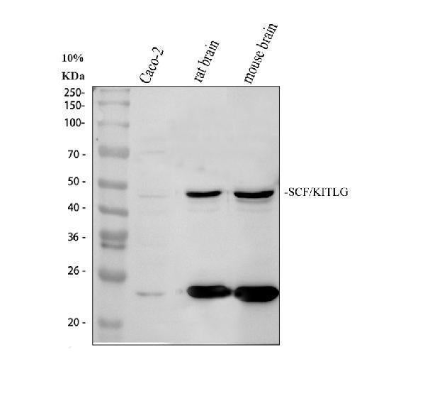 Anti-SCF/KITLG Antibody Picoband®